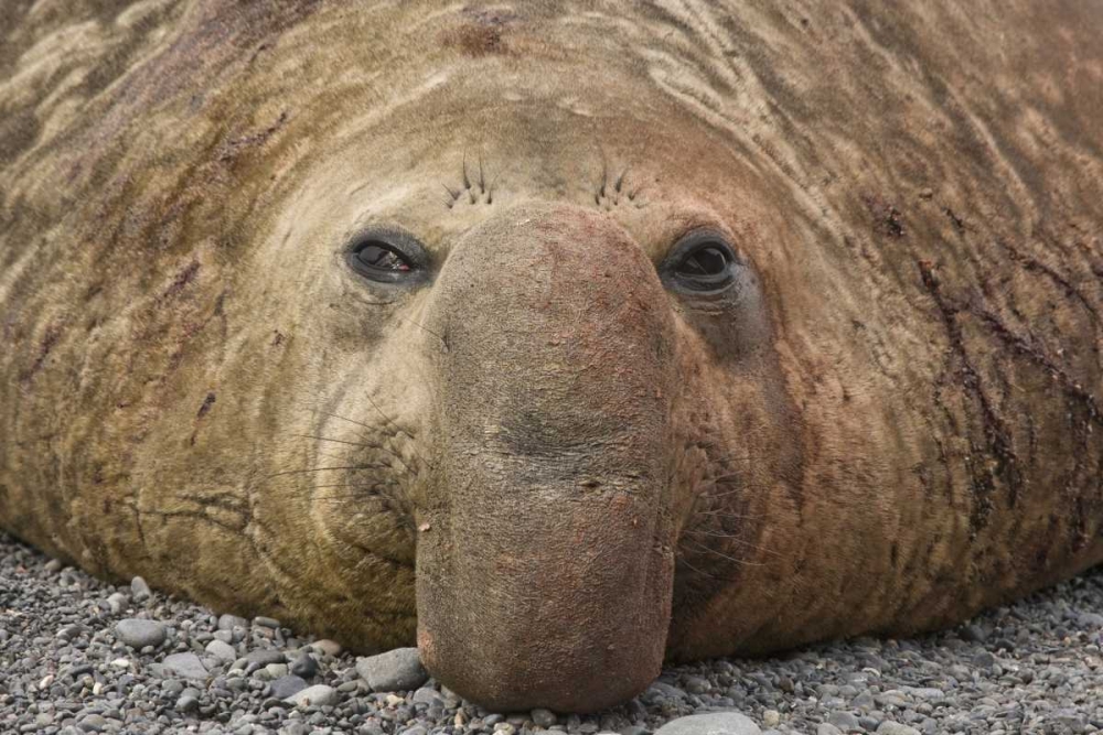 South Georgia Island Bull elephant seal